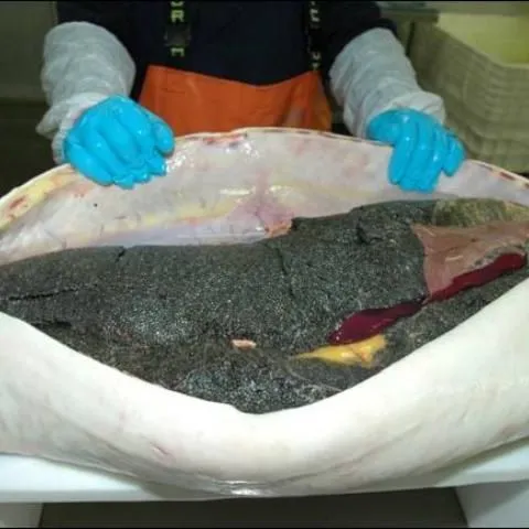 thumbnail for publication: Technically Speaking, What Is Sturgeon Caviar?
